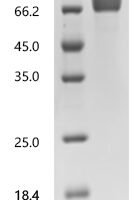 Human Natural cytotoxicity triggering receptor 3 ligand 1 (NCR3LG1), partial, Biotinylated Recombinant Protein - BioCrest Sci