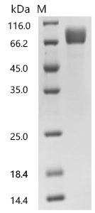 Human Natural cytotoxicity triggering receptor 3 ligand 1 (NCR3LG1), partial, Biotinylated Recombinant Protein, Homo sapiens (Human), Mammalian cell, C-terminal hFc-avi-tagged, 55.8 kDa, purity >≥ 95% as determined by SDS-PAGE.