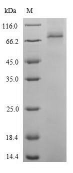 Arabidopsis thaliana Catalase-2 (CAT2) Recombinant Protein, Arabidopsis thaliana (Mouse-ear cress), E.coli, N-terminal 6xHis-SUMO-tagged, 72.9 kDa, purity >≥ 90% as determined by SDS-PAGE.