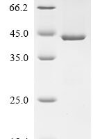 Saccharomyces cerevisiae Phosphatidylinositol N-acetylglucosaminyltransferase GPI3 subunit (SPT14), partial Recombinant Protein, N-His - BioCrest Sci