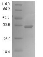 Prunus dulcis x Prunus persica Putative allergen Pru p 1.01 (Pru p 1.01) Recombinant Protein - BioCrest Sci