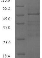 Burkholderia mallei Guanine nucleotide exchange factor BopE (bopE) Recombinant Protein - BioCrest Sci