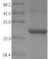 Carica papaya Papain Recombinant Protein - BioCrest Sci