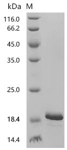 Mouse VIP peptides (Vip) Recombinant Protein, C-His, aa 80–155, E.coli, Mus musculus (Mouse), E.coli, C-terminal 6xHis-tagged, 15.6 kDa, purity >≥ 90% as determined by SDS-PAGE.