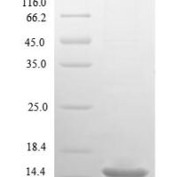 Human 10 kDa heat shock protein, mitochondrial (HSPE1) Recombinant Protein - BioCrest Sci