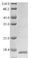 Mesocricetus auratus Serum amyloid A-1 protein (SAA1) Recombinant Protein - BioCrest Sci