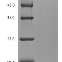 Human Ecto-NOX disulfide-thiol exchanger 1 (ENOX1) Recombinant Protein, N-His - BioCrest Sci