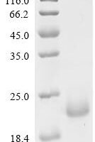 Mouse Apolipoprotein C-I (Apoc1) Recombinant Protein - BioCrest Sci