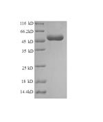 Mouse Histone H1.1 (H1-1) Recombinant Protein - BioCrest Sci