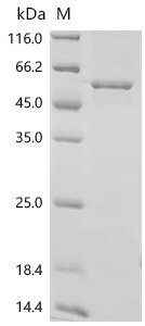Human Sodium/potassium-transporting ATPase subunit alpha-1 (ATP1A1), partial Recombinant Protein, N-10His/C-Myc, Homo sapiens (Human), E.coli, N-terminal 10xHis-tagged and C-terminal Myc-tagged, 54.6 kDa, purity >≥ 90% as determined by SDS-PAGE.
