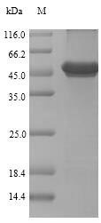 Renilla reniformis Coelenterazine h 2-monooxygenase Recombinant Protein, Renilla reniformis (Sea pansy), E.coli, N-terminal 10xHis-SUMO-tagged and C-terminal Myc-tagged, 56.0 kDa, purity >≥ 90% as determined by SDS-PAGE.