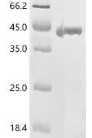 Salmonella typhimurium Phase 2 flagellin (fljB), partial Recombinant Protein - BioCrest Sci