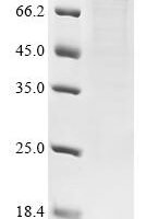 Human RNA-binding protein FUS (FUS) Recombinant Protein, N-10His-MBP - BioCrest Sci