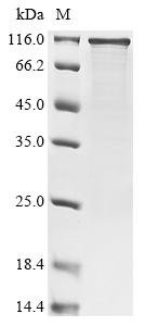 Human RNA-binding protein FUS (FUS) Recombinant Protein, N-10His-MBP, Homo sapiens (Human), E.coli, N-terminal 10xHis-MBP-tagged, 98.6 kDa, purity >≥ 85% as determined by SDS-PAGE.