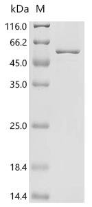 Zea mays Transcription factor TEOSINTE BRANCHED 1 (TB1) Recombinant Protein, C-His, aa 1–376, E.coli, Zea mays (Maize), E.coli, C-terminal 6xHis-tagged, 46.8 kDa, purity >≥ 90% as determined by SDS-PAGE.
