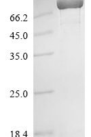 Mouse Methylmalonyl-CoA mutase, mitochondrial (Mmut) Recombinant Protein - BioCrest Sci