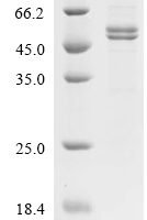Mouse Fibroblast growth factor 1 (Fgf1) Recombinant Protein, C-hFc1 - BioCrest Sci