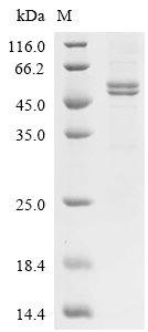 Mouse Fibroblast growth factor 1 (Fgf1) Recombinant Protein, C-hFc1, Mus musculus (Mouse), Mammalian cell, C-terminal hFc1-tagged, 43.3 kDa, purity >≥ 85% as determined by SDS-PAGE.