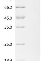 Shigella flexneri Cold shock-like protein CspE (cspE) Recombinant Protein - BioCrest Sci