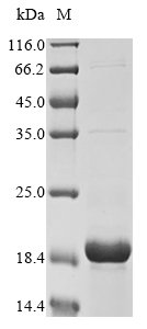 Pig Alpha-synuclein (SNCA) Recombinant Protein, N-His, Sus scrofa (Pig), E.coli, N-terminal 6xHis-tagged, 18.6 kDa, purity >≥ 90% as determined by SDS-PAGE.
