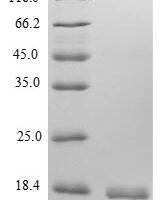 Human C-X-C motif chemokine 9 (Cxcl9) Recombinant Protein, N-10His/C-Myc - BioCrest Sci