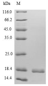 Human C-X-C motif chemokine 9 (Cxcl9) Recombinant Protein, N-10His/C-Myc, Homo sapiens (Human), E.coli, N-terminal 10xHis-tagged and C-terminal Myc-tagged, 16.7 kDa, purity >≥ 85% as determined by SDS-PAGE.