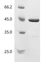 Escherichia coli DNA gyrase subunit B (gyrB), partial Recombinant Protein, N-His, aa 2–392, Yeast - BioCrest Sci