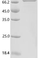Human herpesvirus 2 Tegument protein VP16 (UL48) Recombinant Protein, N-10His/C-Myc - BioCrest Sci