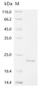 Bovine Osteocalcin (BGLAP) Recombinant Protein, Bos taurus (Bovine), E.coli, N-terminal 6xHis-KSI-tagged, 21.0 kDa, purity >≥ 95% as determined by SDS-PAGE.