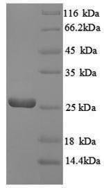 Escherichia coli GTP cyclohydrolase-2 (ribA) Recombinant Protein, Escherichia coli (strain K12), E.coli, N-terminal 6xHis-tagged, 25.8 kDa, purity >≥ 90% as determined by SDS-PAGE.