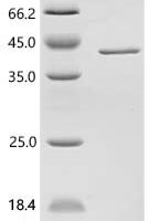 Human Endoplasmic reticulum resident protein 29 (ERP29) Recombinant Protein, N-His-SUMOstar - BioCrest Sci