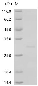 Mouse Interferon epsilon (Ifne) Recombinant Protein, N-His, aa 22–192, E.coli, Mus musculus (Mouse), E.coli, N-terminal 6xHis-tagged, 26.9 kDa, purity >≥ 90% as determined by SDS-PAGE.