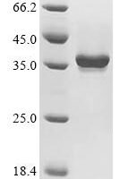 Pentadiplandra brazzeana Defensin-like protein Recombinant Protein, C-hFc1 - BioCrest Sci