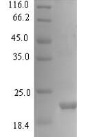 Viscum album Viscotoxin-A3 (THI2.1), partial Recombinant Protein - BioCrest Sci