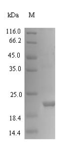 Viscum album Viscotoxin-A3 (THI2.1), partial Recombinant Protein, Viscum album (European mistletoe), E.coli, N-terminal 6xHis-SUMO-tagged, 20.8 kDa, purity >≥ 90% as determined by SDS-PAGE.