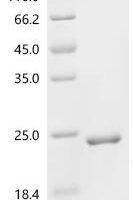 Bacillus phage phi29 Histone-like protein p6 (6) Recombinant Protein - BioCrest Sci