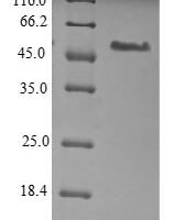 Mouse Plexin domain-containing protein 1 (Plxdc1), partial Recombinant Protein - BioCrest Sci