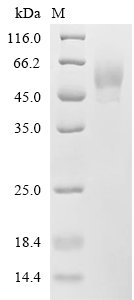 Capsicum pepper Glucan endo-1,3-beta-glucosidase, basic vacuolar isoform Recombinant Protein, Capsicum annuum (Capsicum pepper), Yeast, C-terminal 6xHis-tagged, 39.0 kDa, purity >≥ 90% as determined by SDS-PAGE.