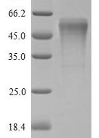 Rat Trypsin-4 (Try4) Recombinant Protein - BioCrest Sci