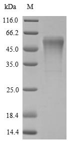 Rat Trypsin-4 (Try4) Recombinant Protein, Rattus norvegicus (Rat), Yeast, N-terminal 6xHis-sumostar-tagged, 40.1 kDa, purity >≥ 85% as determined by SDS-PAGE.