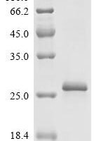 Conus textile Delta-conotoxin TxVIA, partial Recombinant Protein - BioCrest Sci