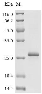 Conus textile Delta-conotoxin TxVIA, partial Recombinant Protein, Conus textile (Cloth-of-gold cone), E.coli, N-terminal 6xHis-SUMO-tagged, 21.2 kDa, purity >≥ 85% as determined by SDS-PAGE.