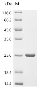 Escherichia coli O157:H7 Translation initiation factor IF-2 (infB), partial Recombinant Protein, Escherichia coli O157:H7, E.coli, N-terminal 6xHis-IF2DI-tagged, 19.0 kDa, purity >≥ 85% as determined by SDS-PAGE.