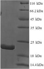 Dog Interleukin-18 (IL18) Recombinant Protein, N-His, Canis lupus familiaris (Dog) (Canis familiaris), E.coli, N-terminal 6xHis-tagged, 22.0 kDa, purity >≥ 90% as determined by SDS-PAGE.
