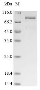 Human Kinesin-like protein KIFC1 (KIFC1) Recombinant Protein, Homo sapiens (Human), E.coli, N-terminal 10xHis-tagged and C-terminal Myc-tagged, 81.2 kDa, purity >≥ 85% as determined by SDS-PAGE.