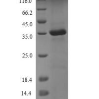 Sheep Protransforming growth factor alpha (TGFA), partial Recombinant Protein, N-GST, aa 24–97, Yeast - BioCrest Sci