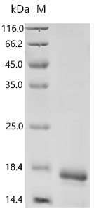 Human Stromal cell-derived factor 1 (CXCL12) Recombinant Protein, E.coli, N-terminal 6xHis-tagged, 14.9 kDa, purity >≥ 85% as determined by SDS-PAGE.