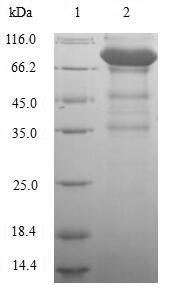 Human Lymphocyte activation gene 3 protein (LAG3), partial Recombinant Protein, Homo sapiens (Human), E.coli, N-terminal 6xHis-GST-tagged, 75.6 kDa, purity >≥ 90% as determined by SDS-PAGE.