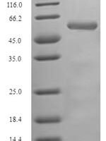 Drosophila melanogaster cAMP-dependent protein kinase catalytic subunit (Pka-C1) Recombinant Protein - BioCrest Sci