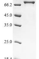 Mouse GA-binding protein alpha chain (Gabpa) Recombinant Protein, N-GST - BioCrest Sci
